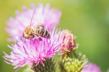  Bal arısı dikenli bir çiçekte nektar toplar..