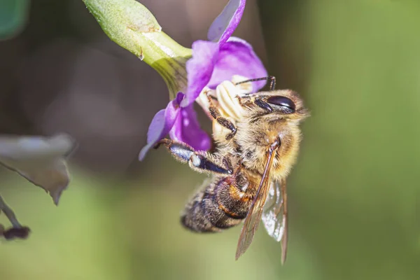 Bal arısı nektarı küçük kırmızı bir çiçek kenarına asılarak toplar..