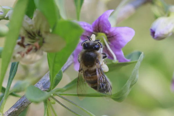  Bal arısı yaprakların arasında asılı duran nektarı toplar..