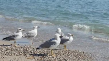 Static camera footage capturing five yellow-legged gulls on a mixed shoreline. The birds stand still and preen slightly as the clear sea foam washes over their feet.