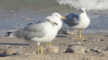 Karışık kum ve çakıl taşı plajında duran üç yetişkin martının yakın çekimi. Sahildeki dalgaların ritmik hareketi durgun kuşlara rahatlatıcı bir arka plan sağlar..