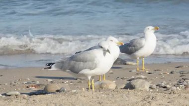 Bir çakıl taşı ve kumsal üzerinde duran üç beyaz ve gri martının sakin bir sahnesi mavi bir su kütlesinden gelen nazik dalgalarla. Güneş ışığı kuşları ve suyun yüzeyini vurgular..