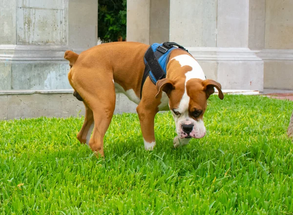 Boxer Dog Playing Park Green Grass — Stock Photo, Image