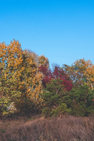 Pădure foioase în toamnă, în culori diferite, cu o pajiște de culoare verde proaspăt și cer albastru limpede deasupra și un singur copac — Fotografie, imagine de stoc