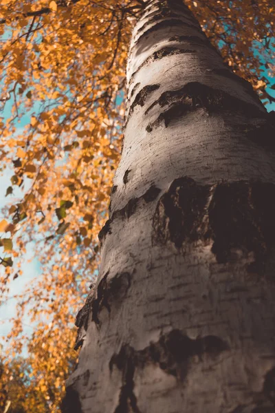 Toamna Copacii Aspen Uită Sus Fotografie Înaltă Calitate — Fotografie, imagine de stoc