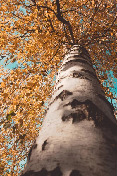 Toamna Copacii Aspen Uită Sus Fotografie Înaltă Calitate — Fotografie, imagine de stoc