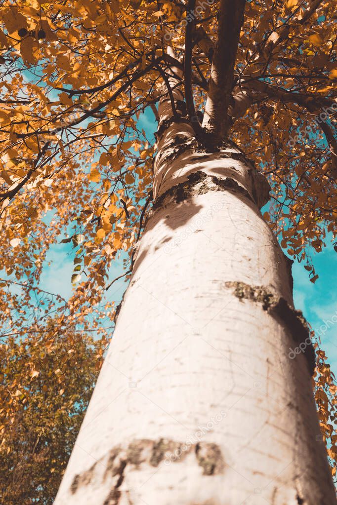 autumn aspen trees looking up. High quality photo
