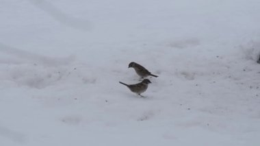 Two small tit birds eats seeds from ground in winter time with snow.