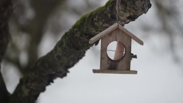 Kleiner Meisenvogel Frisst Winter Schmalz Speck Vom Futterhäuschen Das Baum — Stockvideo