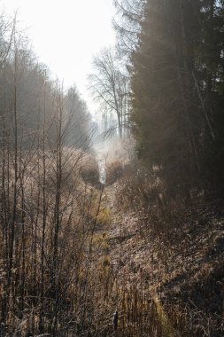 Hendek ormanında fazla büyümüş çimenler. Arkasında biraz sis ve güneş var..