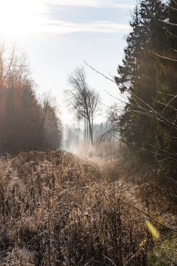 Ormanda yetişmiş otlar, biraz sis ve güneş arkadan geliyor...