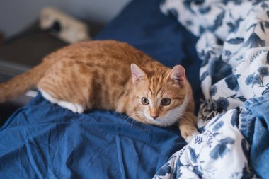 Kedi hedefine saldırmaya hazırlanıyor. Kedi avı. Kapalı alan kedisi. Normal içgüdüleri olan bir kedi.