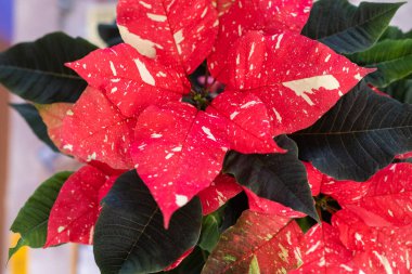 Kırmızı Noel çiçeğine Poinsettia da denir. Arka planda yeşil yaprakları vardır..