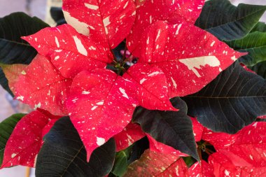 Kırmızı Noel çiçeğine Poinsettia da denir. Arka planda yeşil yaprakları vardır..