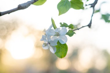 Arkasında güneş olan elma çiçeği. Elma yetiştirmenin en iyi yolu.