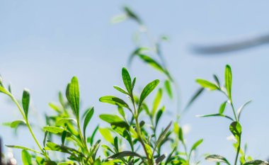 Mavi arka planı olan doğal yeşiller. Ev yapımı sebzeler. Evde yeşillik nasıl yetiştirilir?.