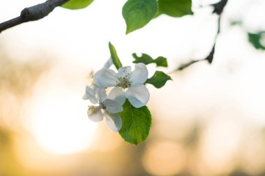 Güneş arkaplanlı elma çiçeği. Güzel arkaplan.