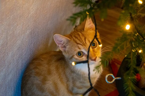 Mały Kotek Patrzy Lampki Świąteczne Choince Jak Zapobiec Kotu Przed — Zdjęcie stockowe