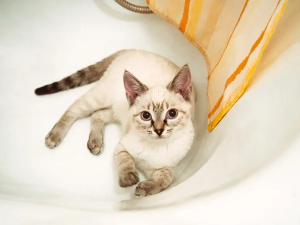 Beyaz kedi bir küvette yatıyor
