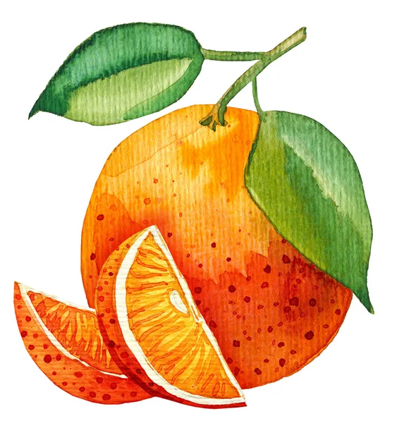 单片的橘子水彩画 — 图库照片