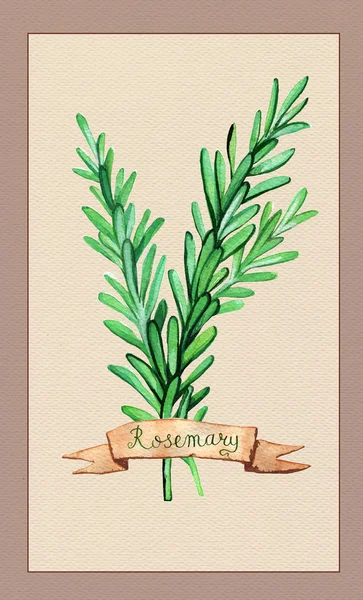 Rosemary spruiten aquarel. — Stockfoto