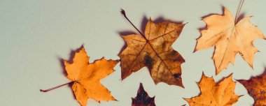 Gri kağıda dökülen parlak sonbahar akçaağaç yaprakları. Mevsimlik sonbahar kompozisyonu, Şükran Günü konsepti. Yaratıcı düz çizgi, üst görünüm, boşluk kopyala.