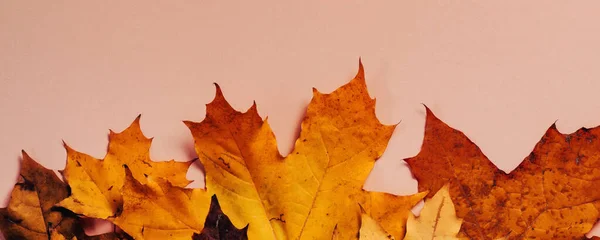 Bright Autumn Maple Leaves Beige Paper Background Seasonal Fall Composition — Stock Photo, Image