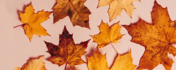 Bright Autumn Maple Leaves Grey Paper Background Seasonal Fall Composition — Stock Photo, Image