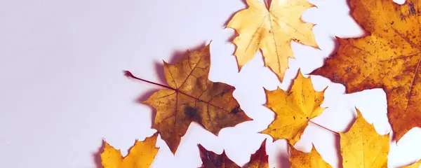 Bright Autumn Maple Leaves Grey Paper Background Seasonal Fall Composition — Stock Photo, Image