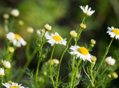 Güneşli bir günde güzel beyaz papatya çiçekleri. Çiçek tasarımı ile soyut arkaplan
