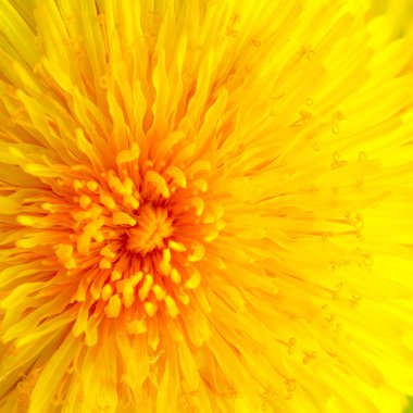 Güzel Sarı Karahindiba Makro 'yu Kapatın. Doğal yaz dönemi geçmişi.