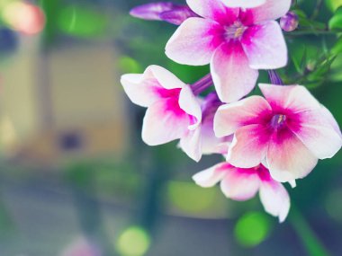 Bahçede açan pembe phlox çiçekleri. Reklamınız, posteriniz, afişiniz için güzel bir çiçek arkaplanı..