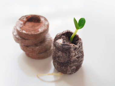 Beyaz arka planda turba tabletinde taze filiz. Kolay bahçe konsepti.