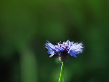 Güneşli bir çayırda mavi bir çiçek. Reklamınız, posteriniz, afişiniz için güzel bir çiçek arkaplanı..