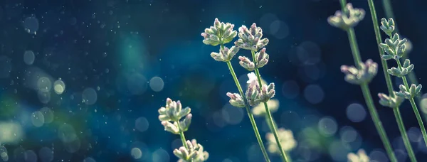 Elegant White Lavender Blooming Green Meadow Social Media Banner Header — 스톡 사진