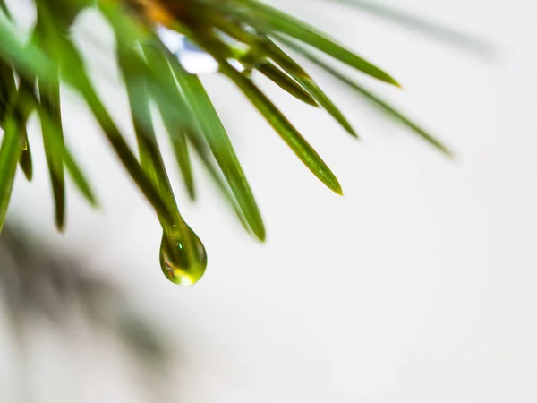 Fresh Fir Needle Dew Drops Close Spring Green Background — Stock Photo, Image