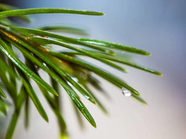 Fresh Fir Needle Dew Drops Close Spring Green Background — Stock Photo, Image