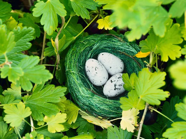 Bird Nest Hidden High Green Grass Three Eggs Concept Family — Stock Photo, Image