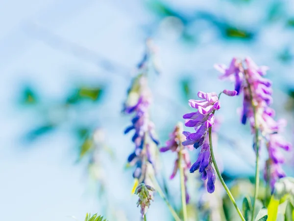 Hermoso Fondo Primavera Con Lindas Flores Violetas Fondo Natural Del — Foto de Stock