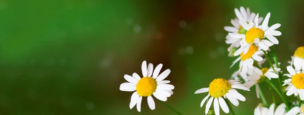 Fehér Százszorszép Virágcsokor Zöld Háttérrel Nyári Időszámítás Friss Kamillavirág Kertből — Stock Fotó