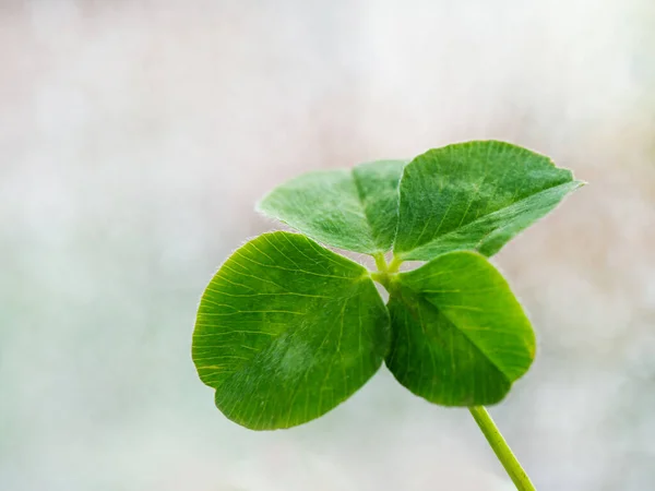 Four Leaf Clover Soft Pastel Nature Background Closeup Space Text — Stock Photo, Image
