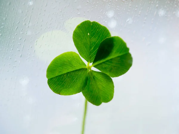 Four Leaf Clover Soft Pastel Nature Background Closeup Space Text — Stock Photo, Image