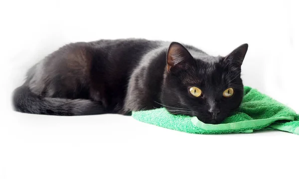 Μαύρη Γάτα Κοιμάται Πράσινη Πετσέτα Κατοικίδια Ζώα Ζωή — Φωτογραφία Αρχείου