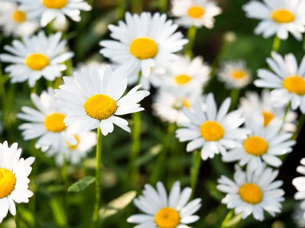 Beautiful White Daisy Flowers Sunny Day Abstract Background Floral Design — Stock Photo, Image