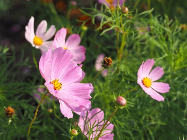 Hermosas Flores Del Cosmos Floreciendo Jardín Fondo Verde Natural —  Fotos de Stock