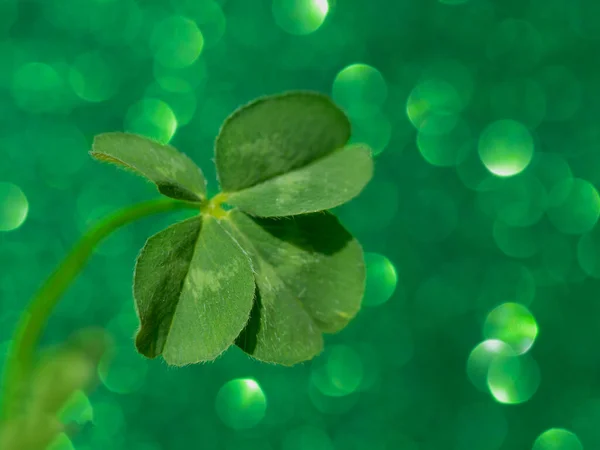 Four leaf clover on sparkling green background, closeup with space for text. Design for your ad, poster, banner. Beautiful st patrick's day concept