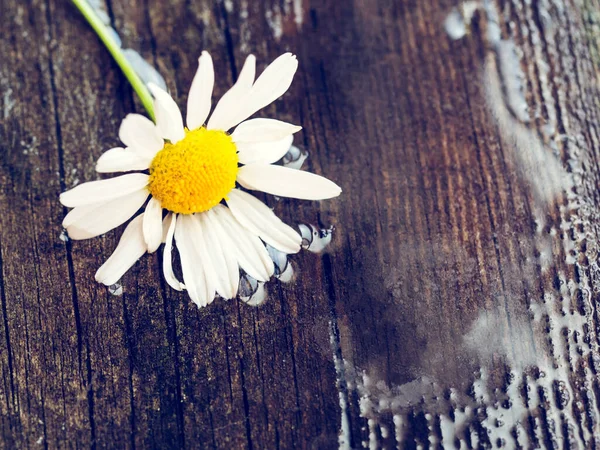 Λευκό Λουλούδι Μαργαρίτα Ρουστίκ Ξεπερασμένο Ξύλινο Τραπέζι Φρέσκα Χαμομήλια Από — Φωτογραφία Αρχείου