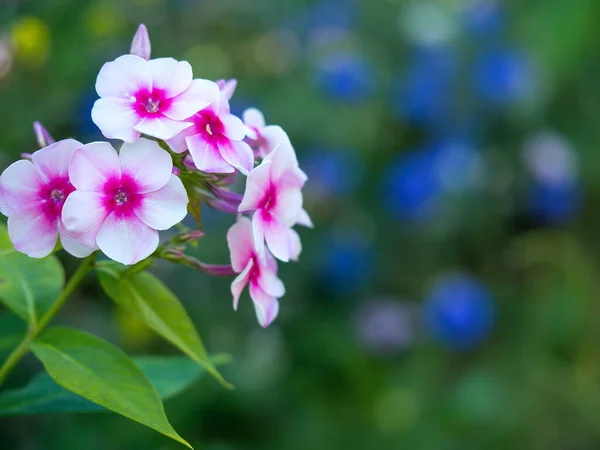 Fiori Phlox Rosa Che Fioriscono Nel Giardino Bello Sfondo Floreale — Foto Stock