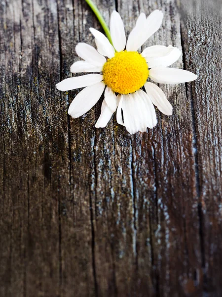 乡村风化木桌上的白色菊花 花园里新鲜的迷迭香花 国家风格背景 — 图库照片