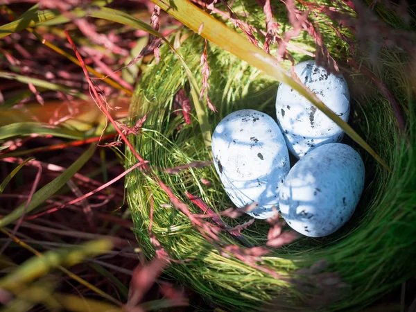 Bird Nest Hidden High Green Grass Three Eggs Concept Family — Stock Photo, Image